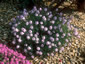 Aethionema grandiflorum - small image 3