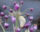 Allium cernuum AGM - small image 3