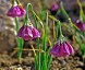 Allium insubricum AGM - small image 3