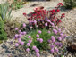 Allium senescens ssp. montanum var. glaucum - small image 3