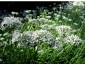 Allium tuberosum - small image 3
