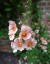 Alonsoa 'Peachy-Keen' - small image 3