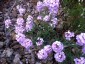 Alyssum spinosum var. roseum AGM - small image 3