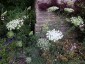 Ammi majus - small image 3