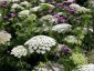 Ammi visnaga - small image 3
