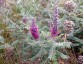 Amorpha canescens - small image 3