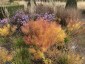 Amsonia hubrichtii - small image 3