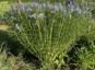 Amsonia illustris - small image 3