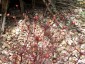 Androsace septentrionalis - small image 3