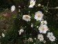 Anemone 'Honorine Jobert' - small image 3