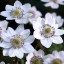Anemone leveillii - small image 3