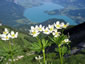 Anemone narcissiflora - small image 3