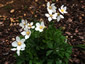 Anemone sylvestris - small image 3