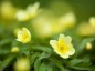 Anemone x lipsiensis 'Pallida' - small image 3