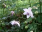 Anemonopsis macrophylla - small image 3