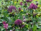 Angelica gigas - small image 3