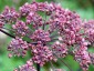 Angelica sylvestris 'Purpurea' - small image 3