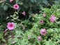 Anisodontea capensis 'El Rayo' - small image 3