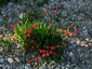 Anomatheca laxa - small image 3