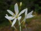 Anthericum liliago - small image 3