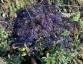 Anthriscus sylvestris 'Dial Park' - small image 3