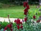 Antirrhinum 'Black Prince' - small image 3