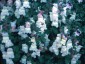 Antirrhinum molle - small image 3