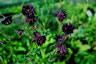Aquilegia 'Black Barlow' - small image 3