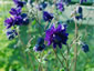 Aquilegia 'Blue Barlow' - small image 3