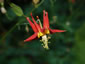 Aquilegia canadensis - small image 3
