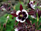 Aquilegia 'Magpie' - small image 3