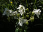 Aquilegia 'Munstead White' - small image 3