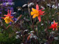 Aquilegia 'Tequila Sunrise' - small image 3