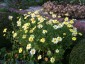 Argyranthemum 'Jamaica Primrose' - small image 3