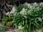 Arthropodium cirratum - small image 3