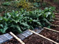 Arum italicum 'Pictum' - small image 3