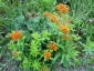 Asclepias tuberosa - small image 3