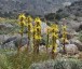 Asphodeline lutea - small image 3
