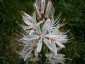 Asphodelus albus - small image 3