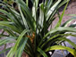 Astelia chathamica - small image 3