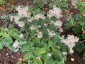 Aster divaricatus - small image 3
