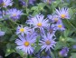 Aster frikartii 'Monch' - small image 3