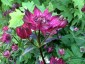 Astrantia 'Gill Richardson' - small image 3