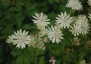 Astrantia major white - small image 3