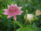 Astrantia maxima - small image 3