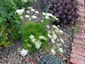 Athamanta turbith - small image 3