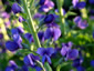 Baptisia australis - small image 3