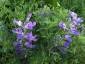 Baptisia minor - small image 3
