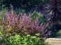 Basil 'African Blue' - small image 3