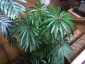 Begonia luxurians - small image 3